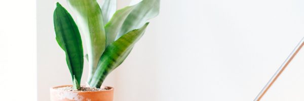 Strawberries on the Table